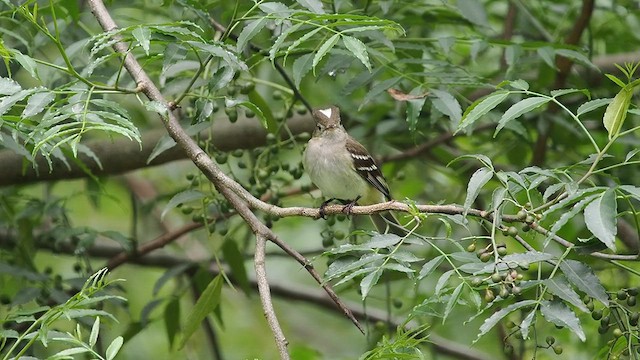 White-crested Elaenia - ML627982406