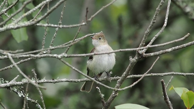 White-crested Elaenia - ML627982409