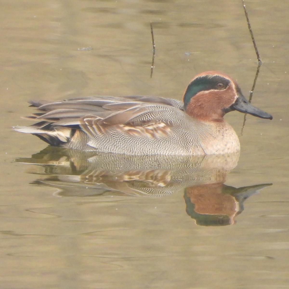 Green-winged Teal - ML627982410