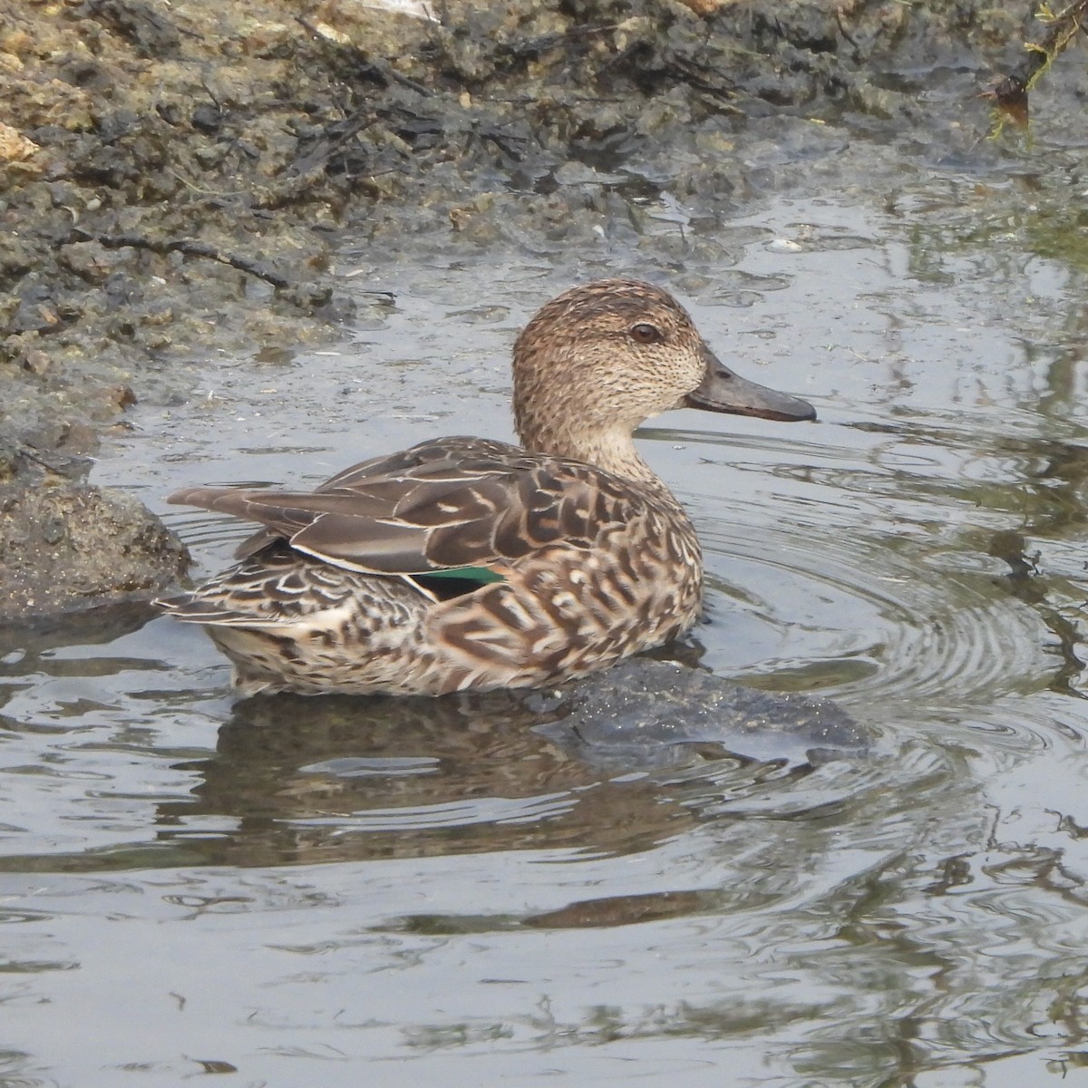 Green-winged Teal - ML627982411