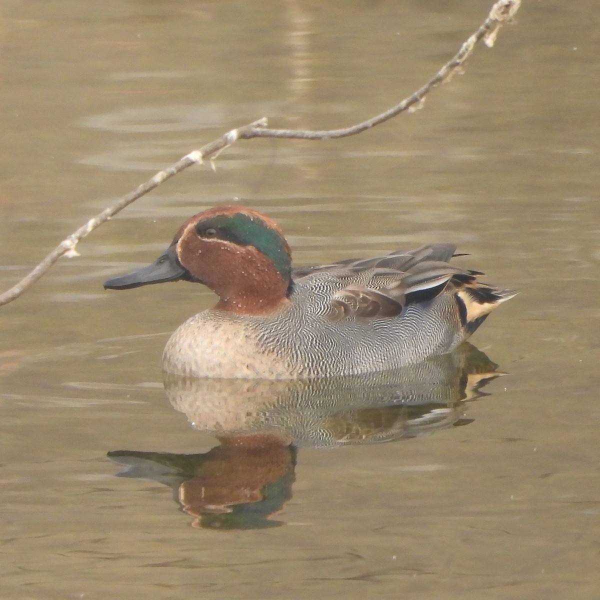 Green-winged Teal - ML627982412