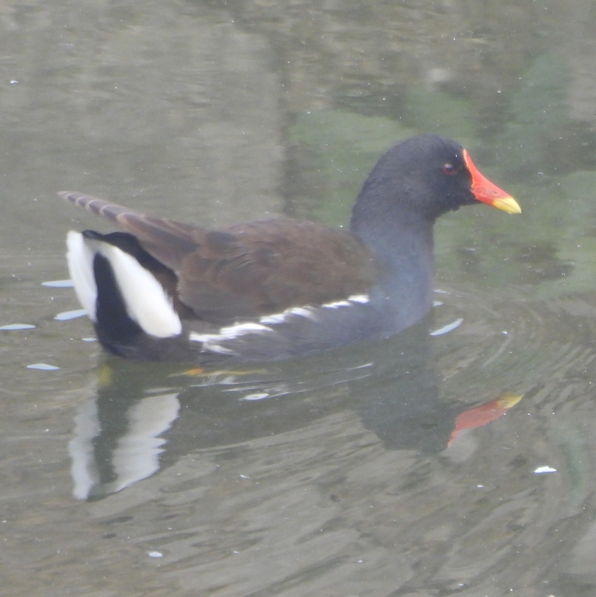 Eurasian Moorhen - ML627982416