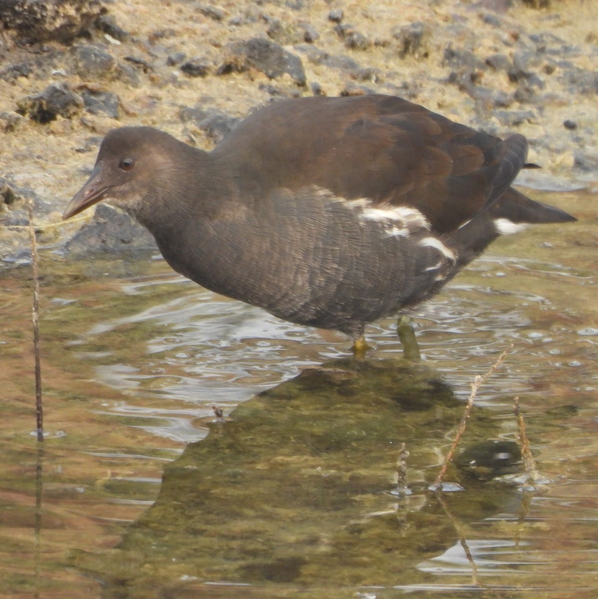 Eurasian Moorhen - ML627982417