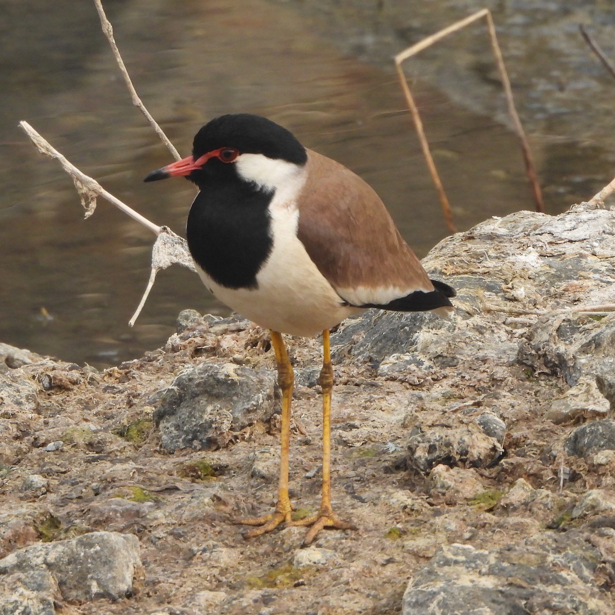 Red-wattled Lapwing - ML627982419