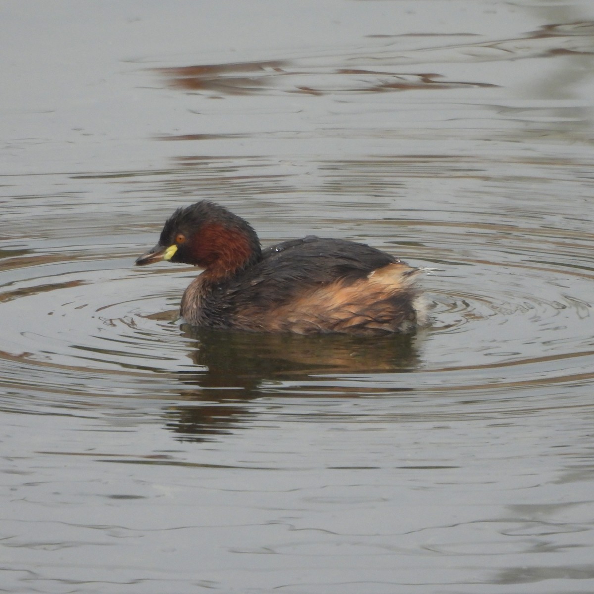 Little Grebe - ML627982427