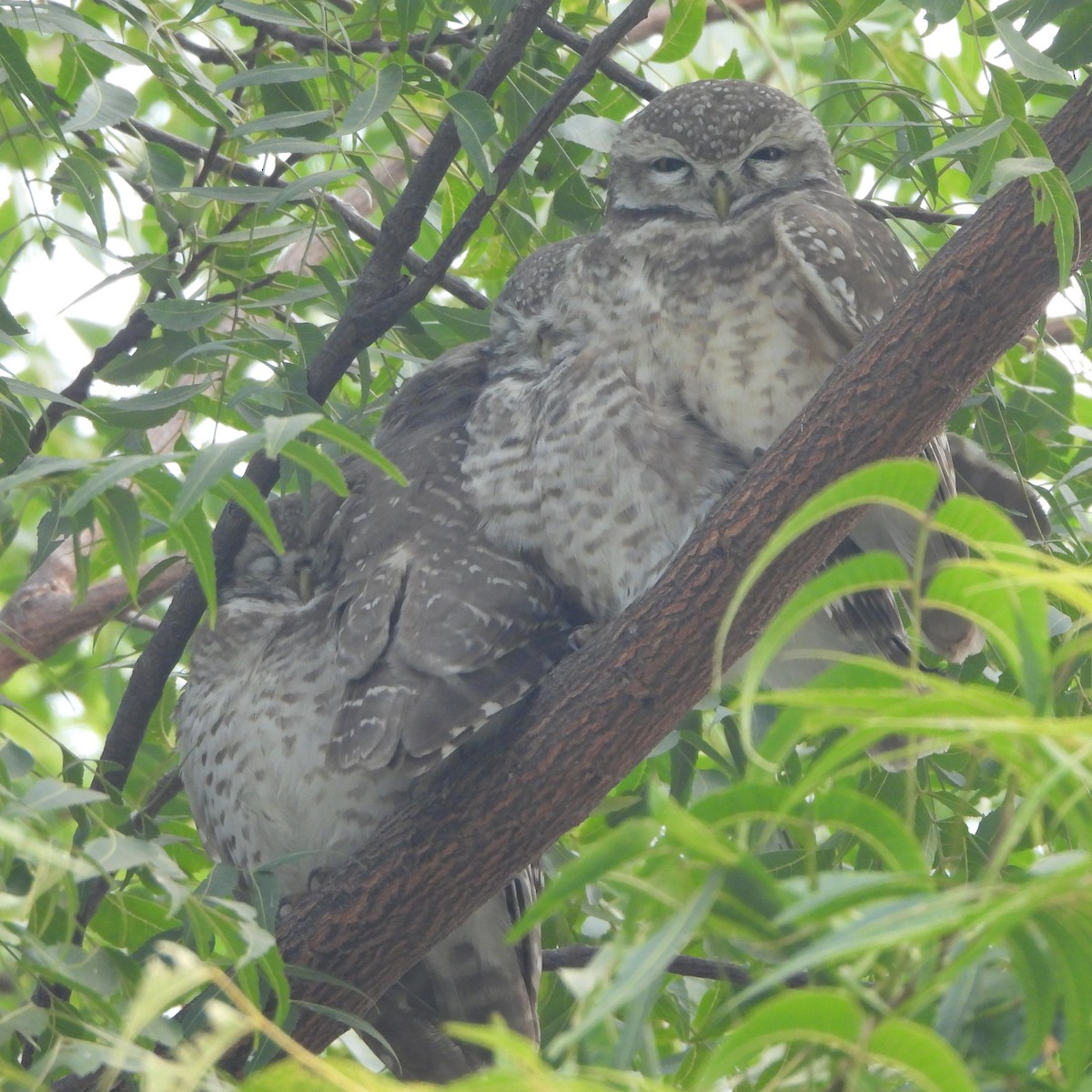 Spotted Owlet - ML627982430