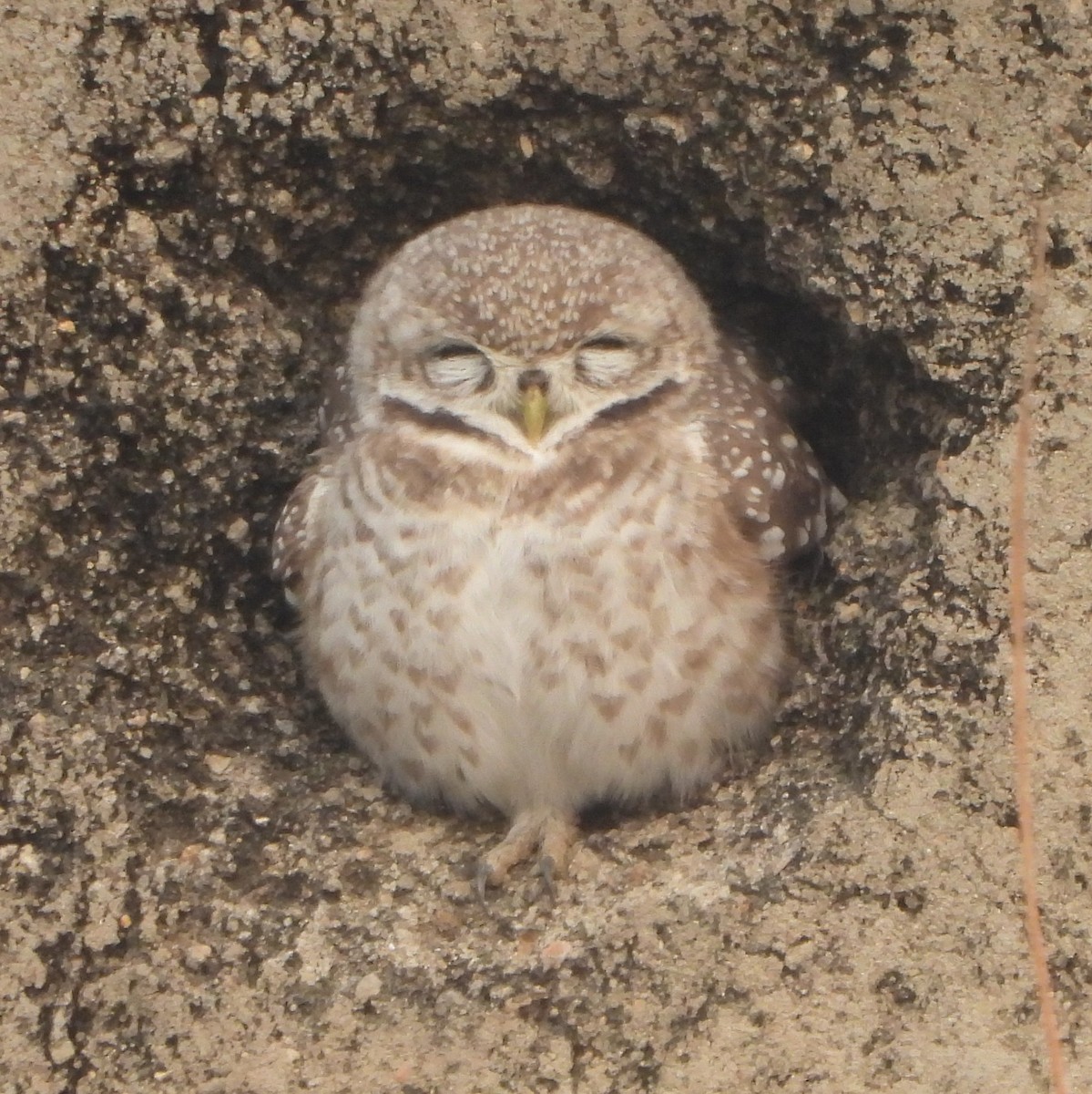 Spotted Owlet - ML627982431