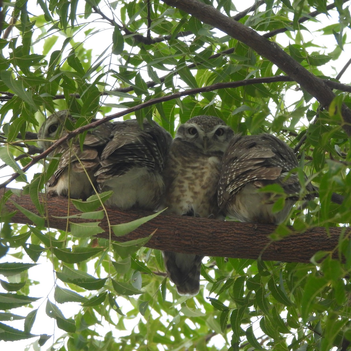 Spotted Owlet - ML627982432