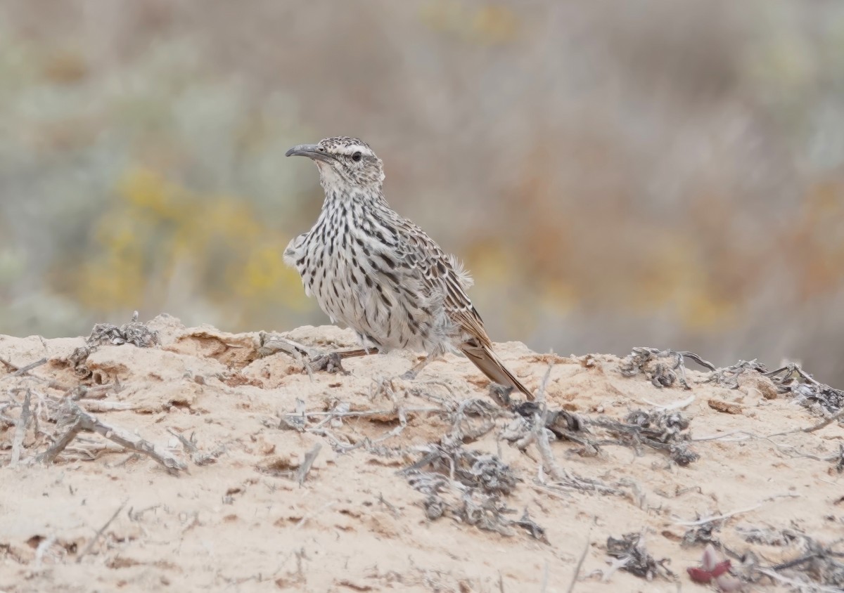 Cape Long-billed Lark (Cape) - ML627982435