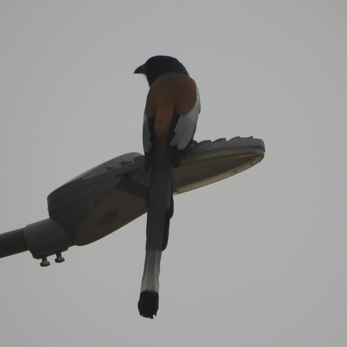 Rufous Treepie - ML627982440