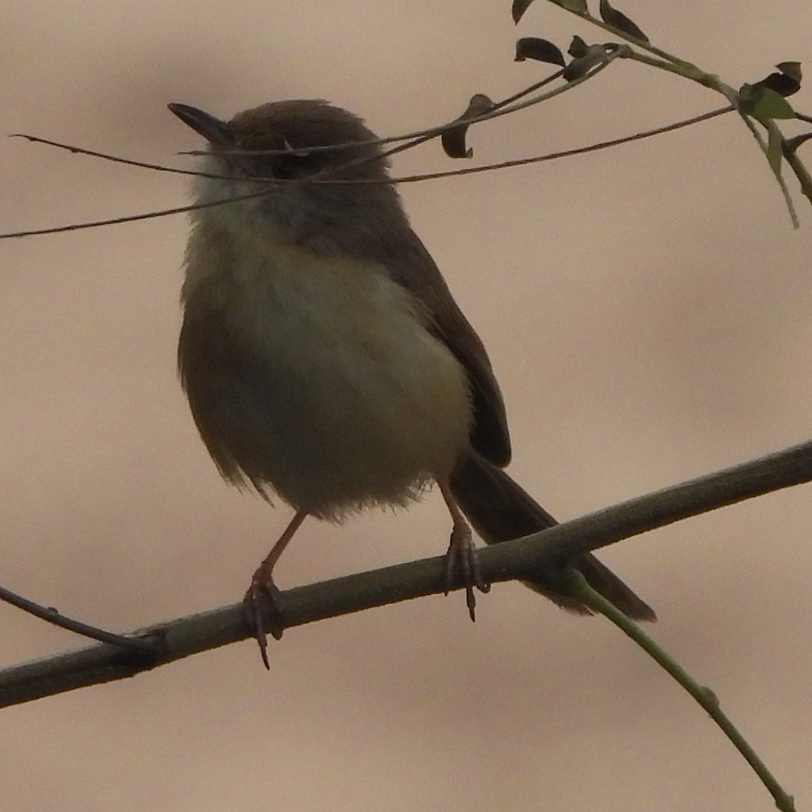 Plain Prinia - ML627982445