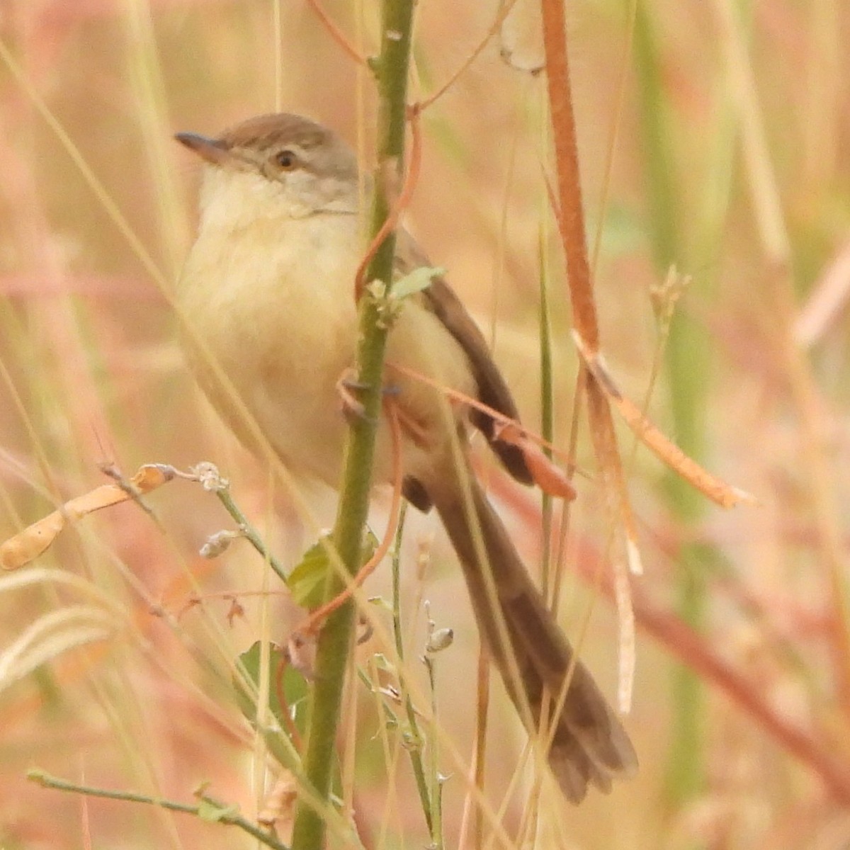 Plain Prinia - ML627982446