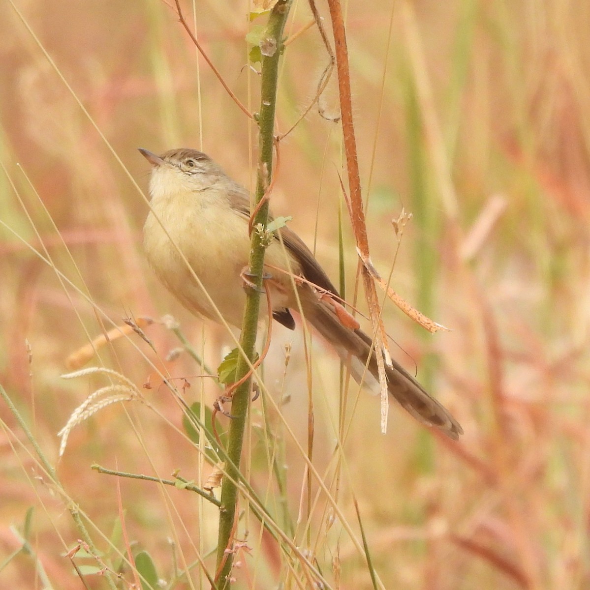 Plain Prinia - ML627982447