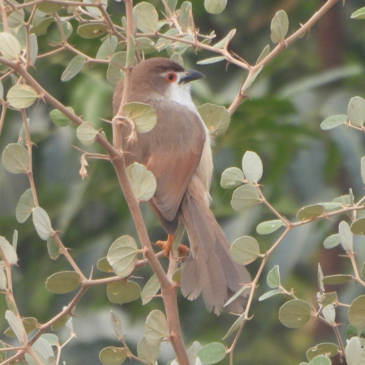 Yellow-eyed Babbler - ML627982451