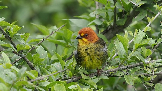 Fulvous-headed Brushfinch - ML627982464