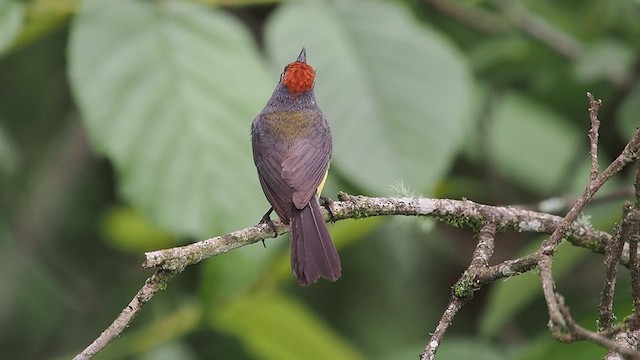 Brown-capped Redstart - ML627982474