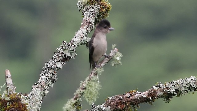 Crested Becard - ML627982484