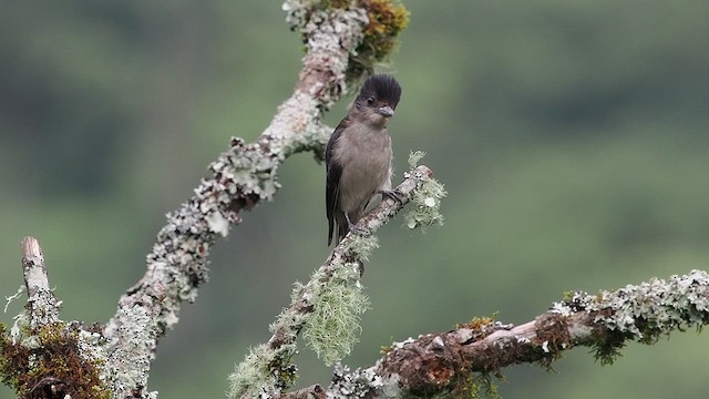 Crested Becard - ML627982485