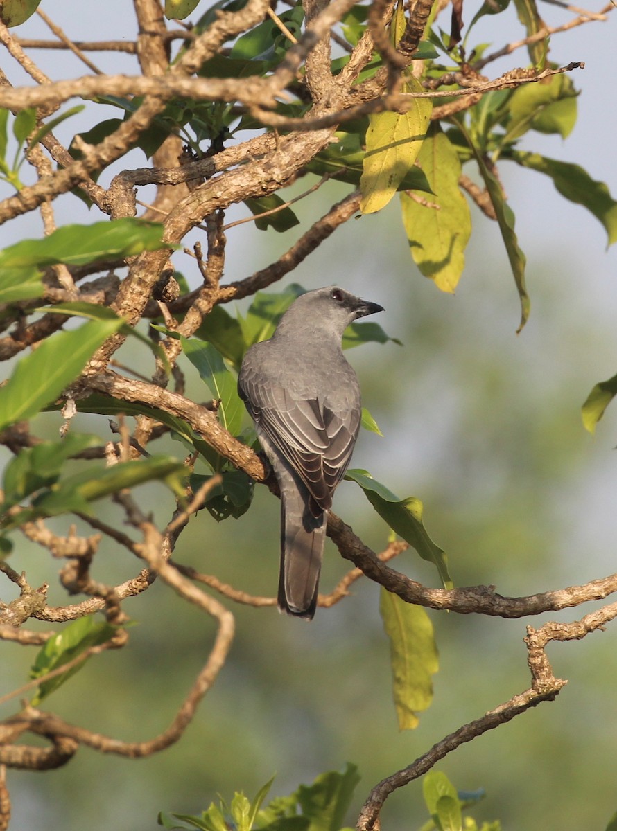 Indian Cuckooshrike - ML627982620