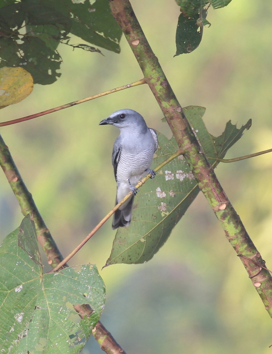 Indian Cuckooshrike - ML627982621