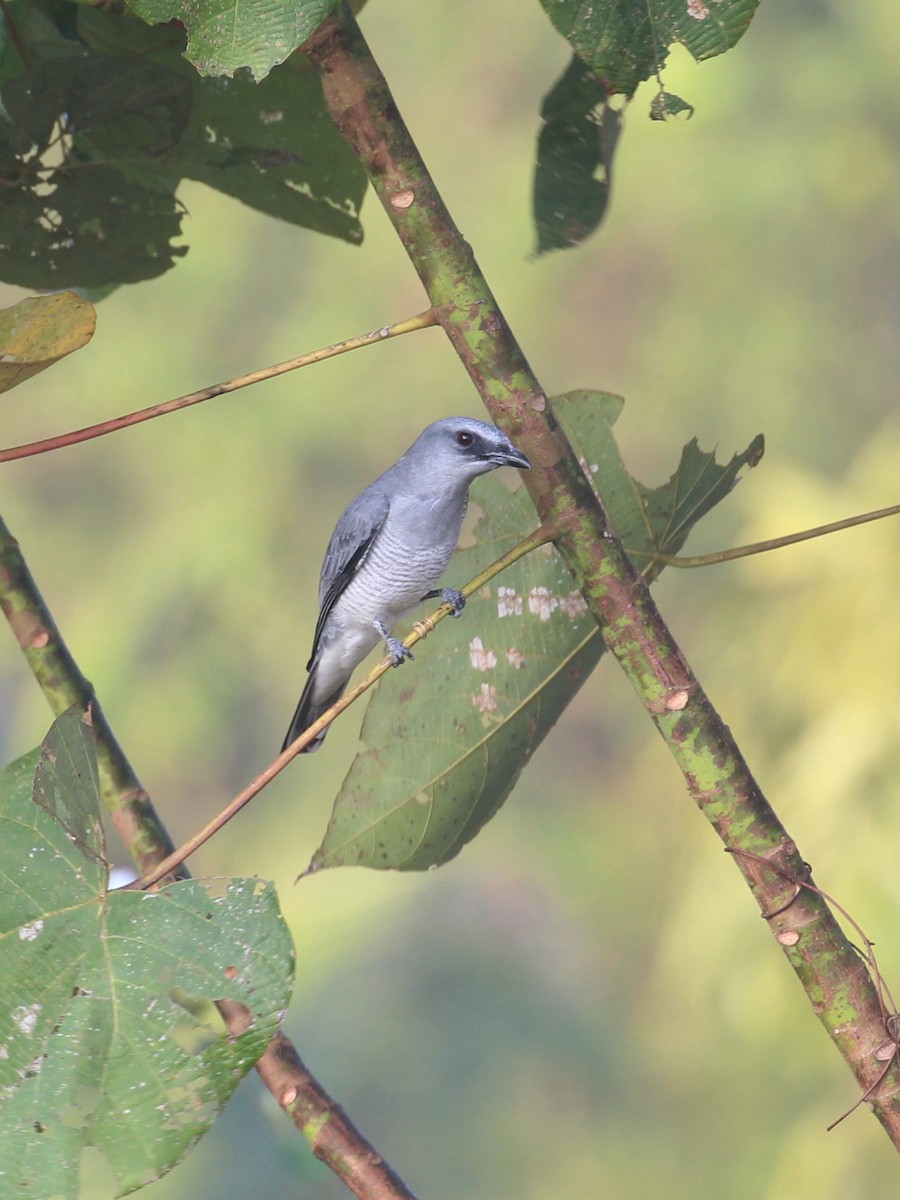 Indian Cuckooshrike - ML627982622