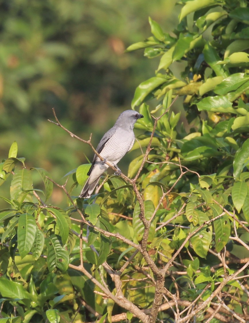 Indian Cuckooshrike - ML627982623