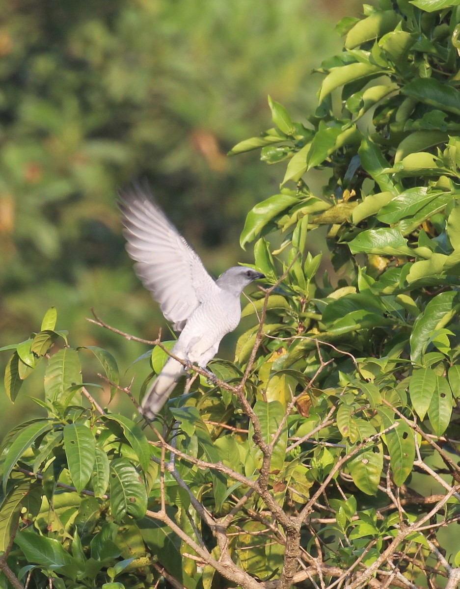 Indian Cuckooshrike - ML627982624