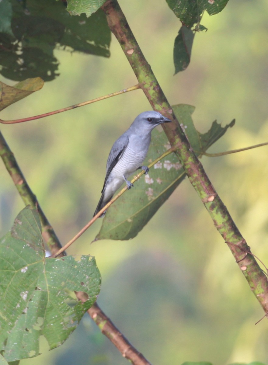 Indian Cuckooshrike - ML627982625