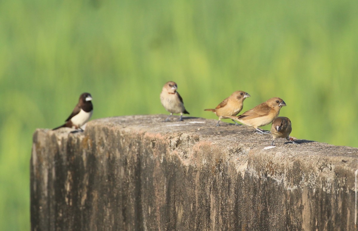 Scaly-breasted Munia - ML627982831