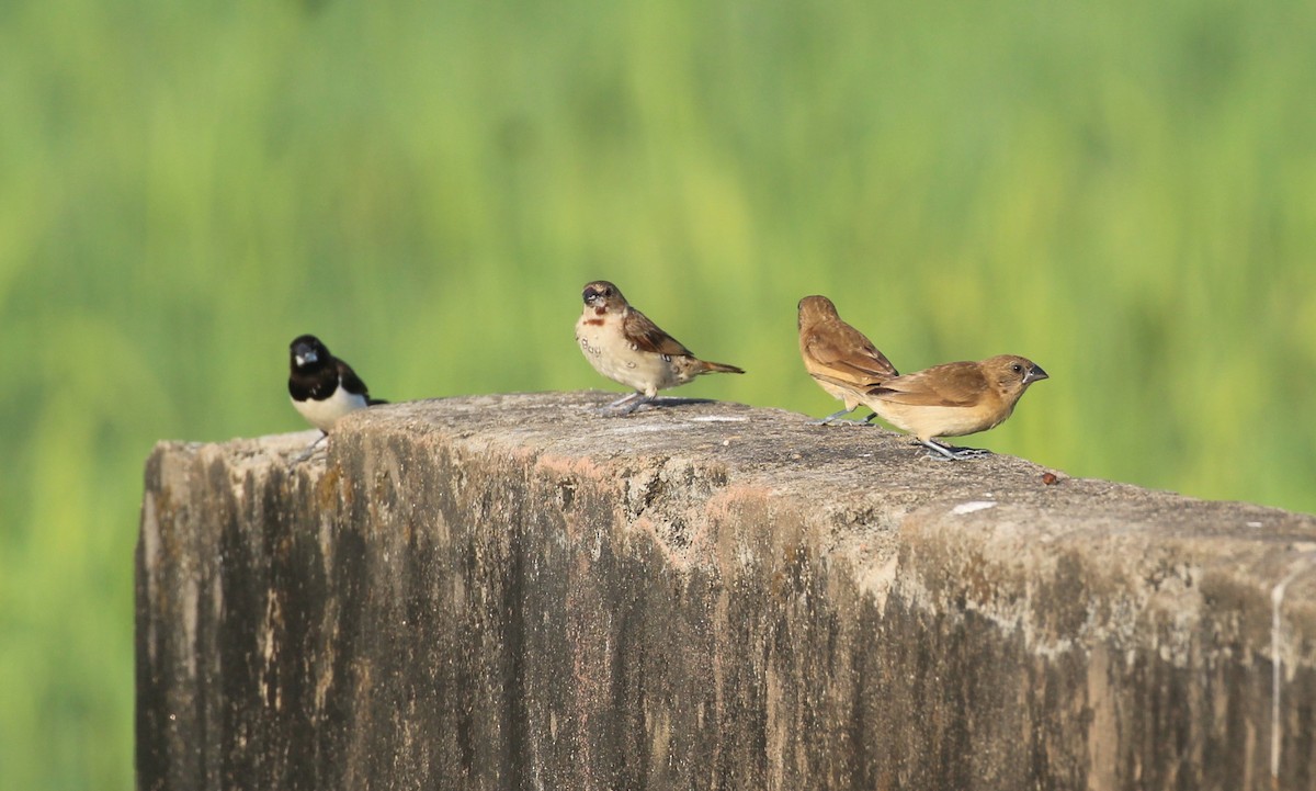 Scaly-breasted Munia - ML627982832