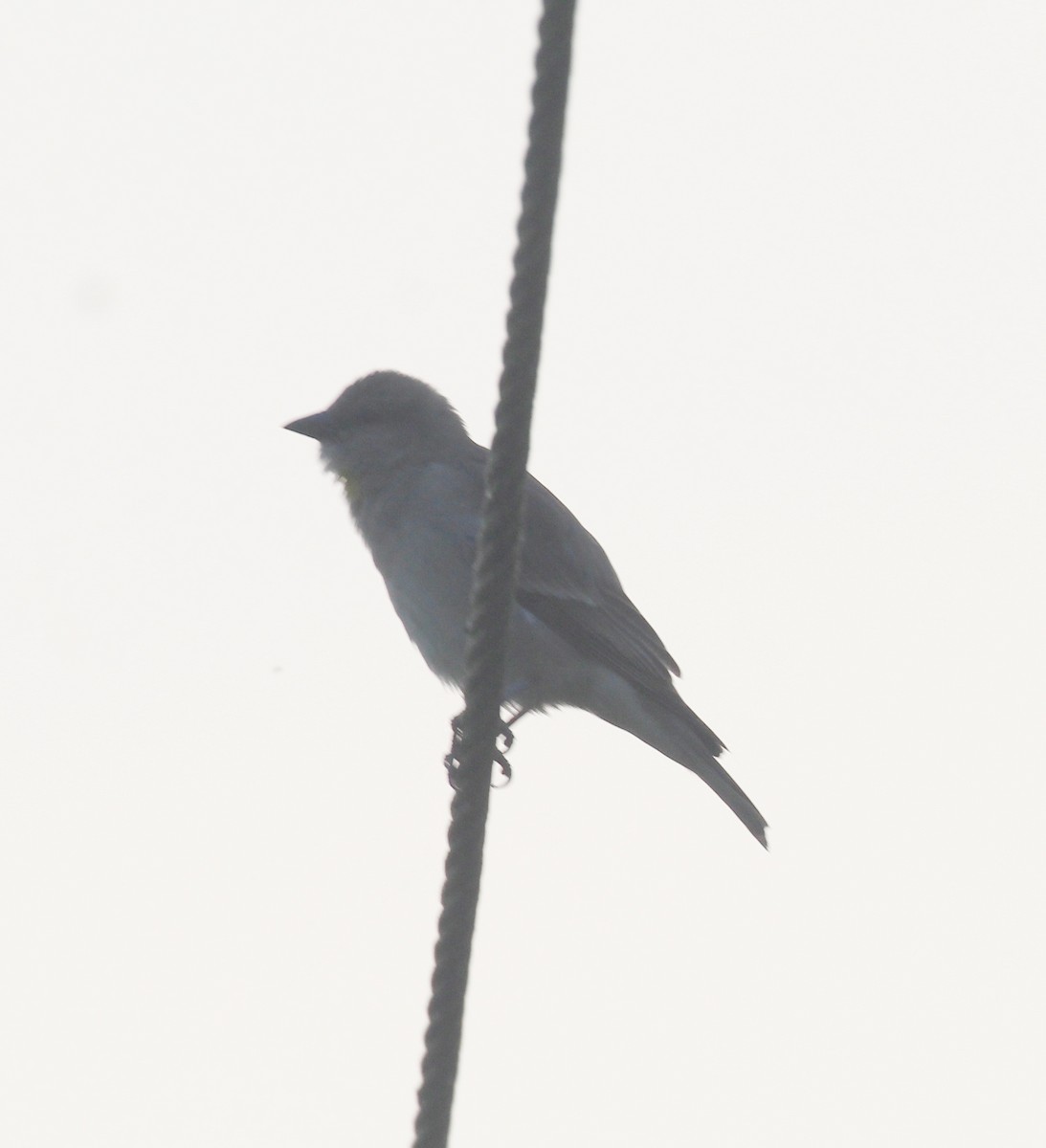 Yellow-throated Sparrow - ML627982834