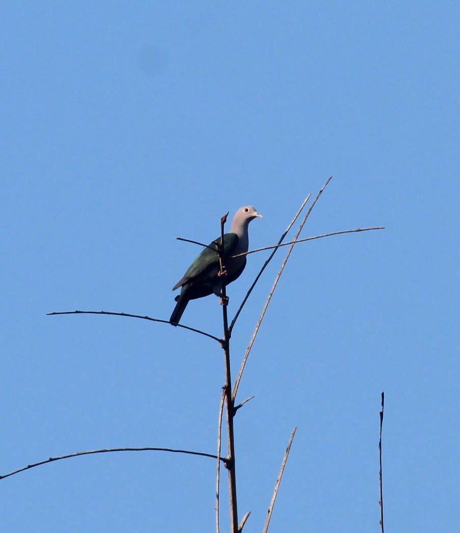 Green Imperial-Pigeon - ML627982863