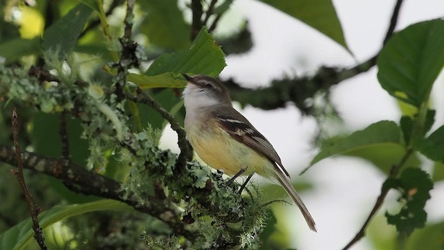 White-throated Tyrannulet - ML627982891
