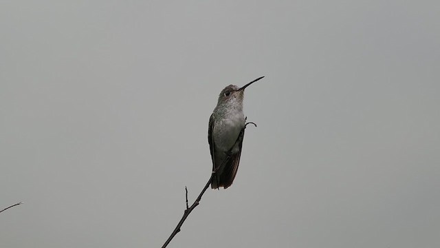 White-bellied Hummingbird - ML627982905