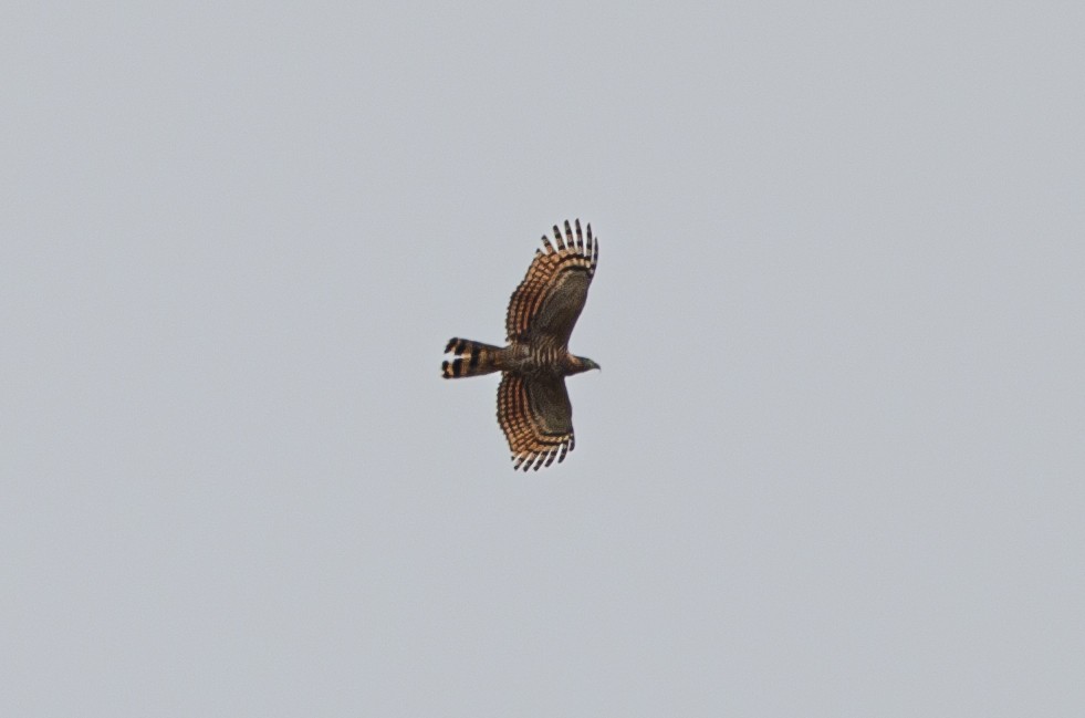 Hook-billed Kite - ML627982914