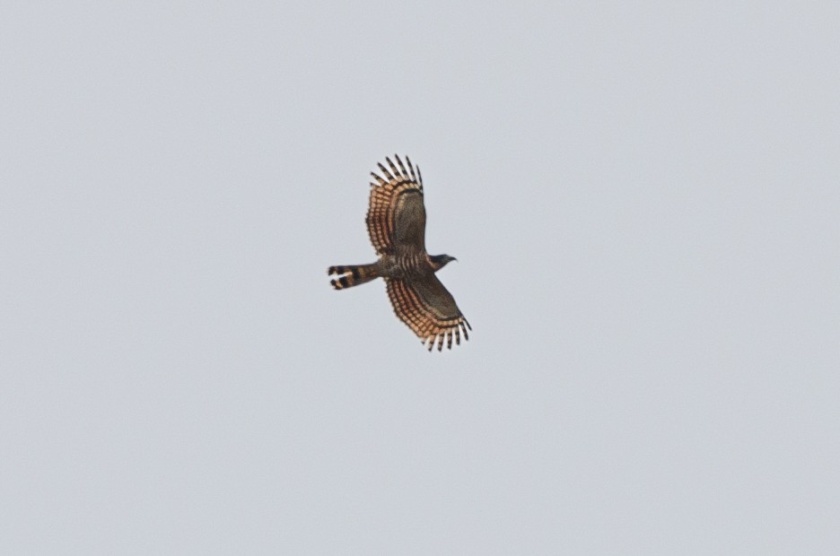 Hook-billed Kite - ML627982915