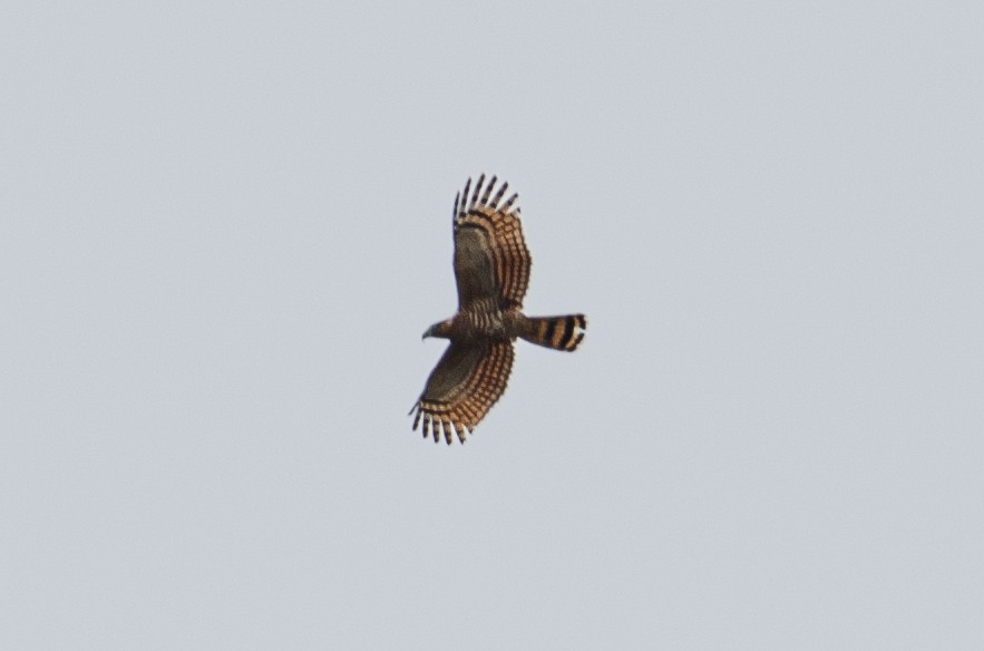 Hook-billed Kite - ML627982916