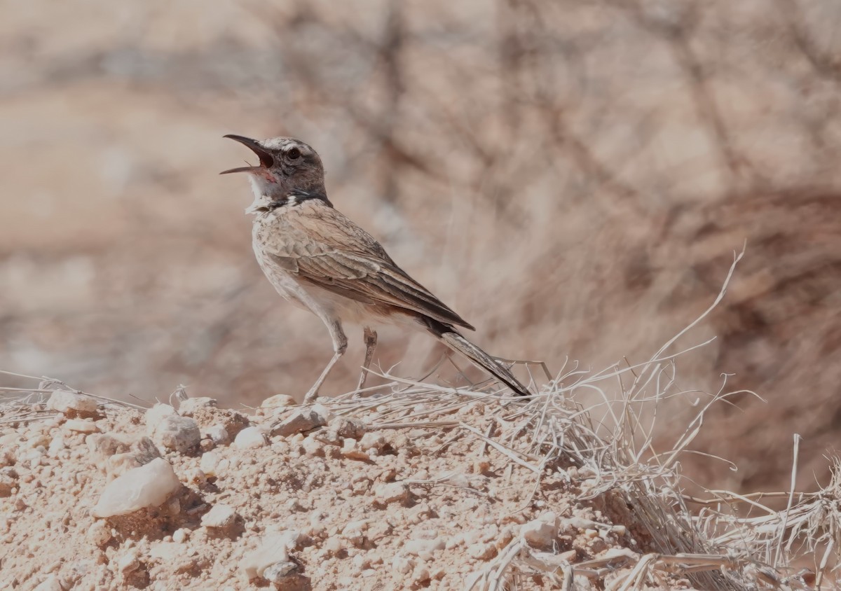 Karoo Long-billed Lark (Karoo) - ML627982950