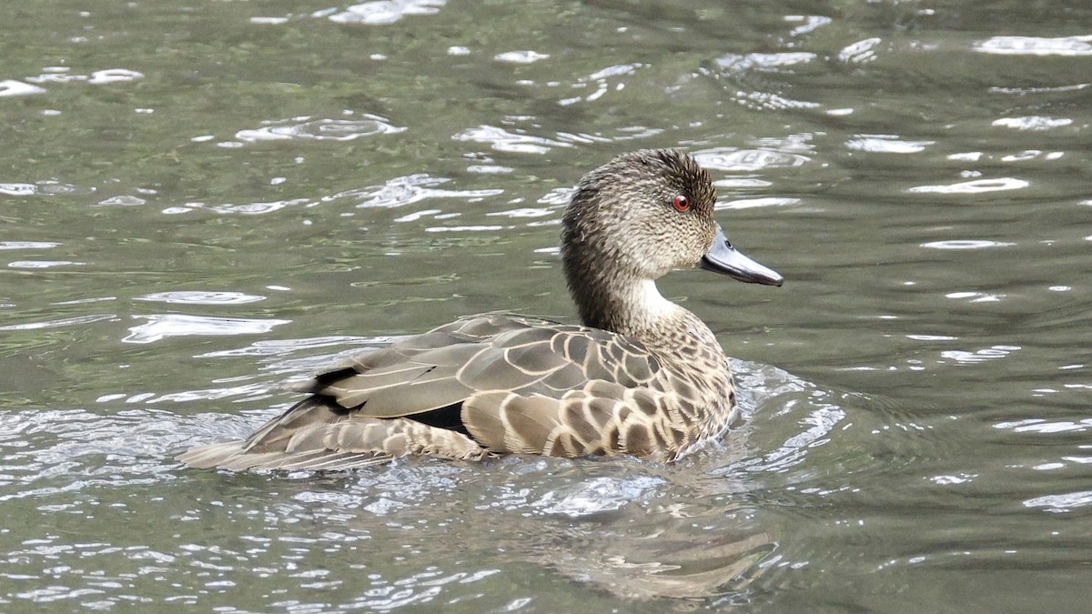 Chestnut Teal - ML627982969