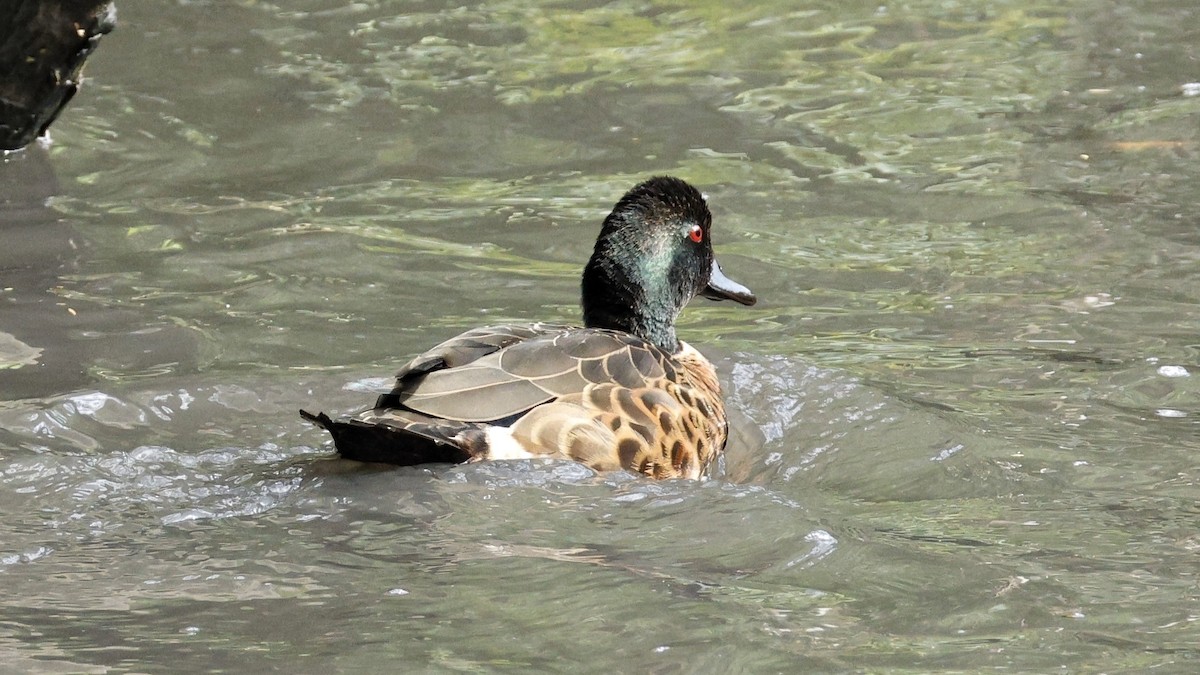 Chestnut Teal - ML627982970