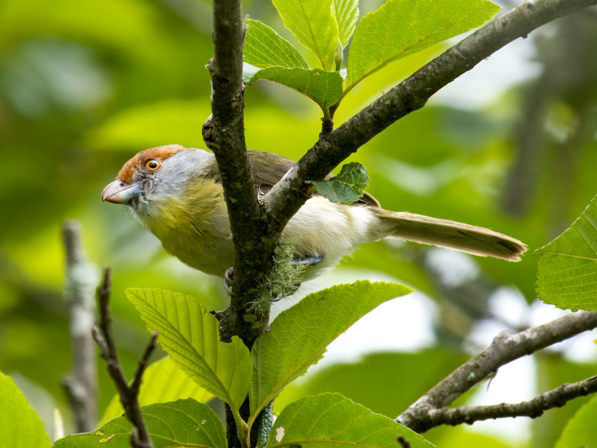 Rufous-browed Peppershrike - ML627982982