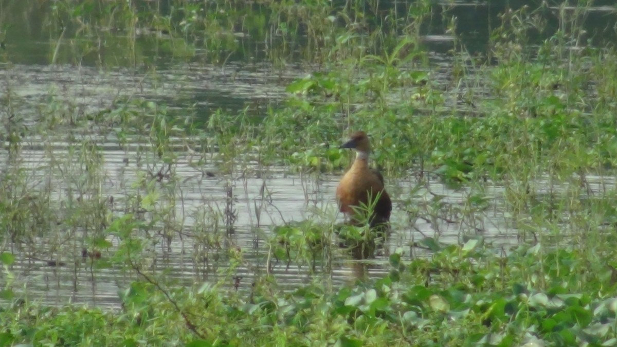 Fulvous Whistling-Duck - ML627982985