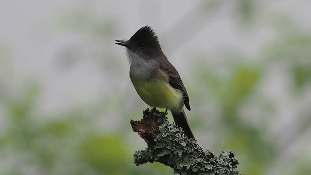 Dusky-capped Flycatcher - ML627983018