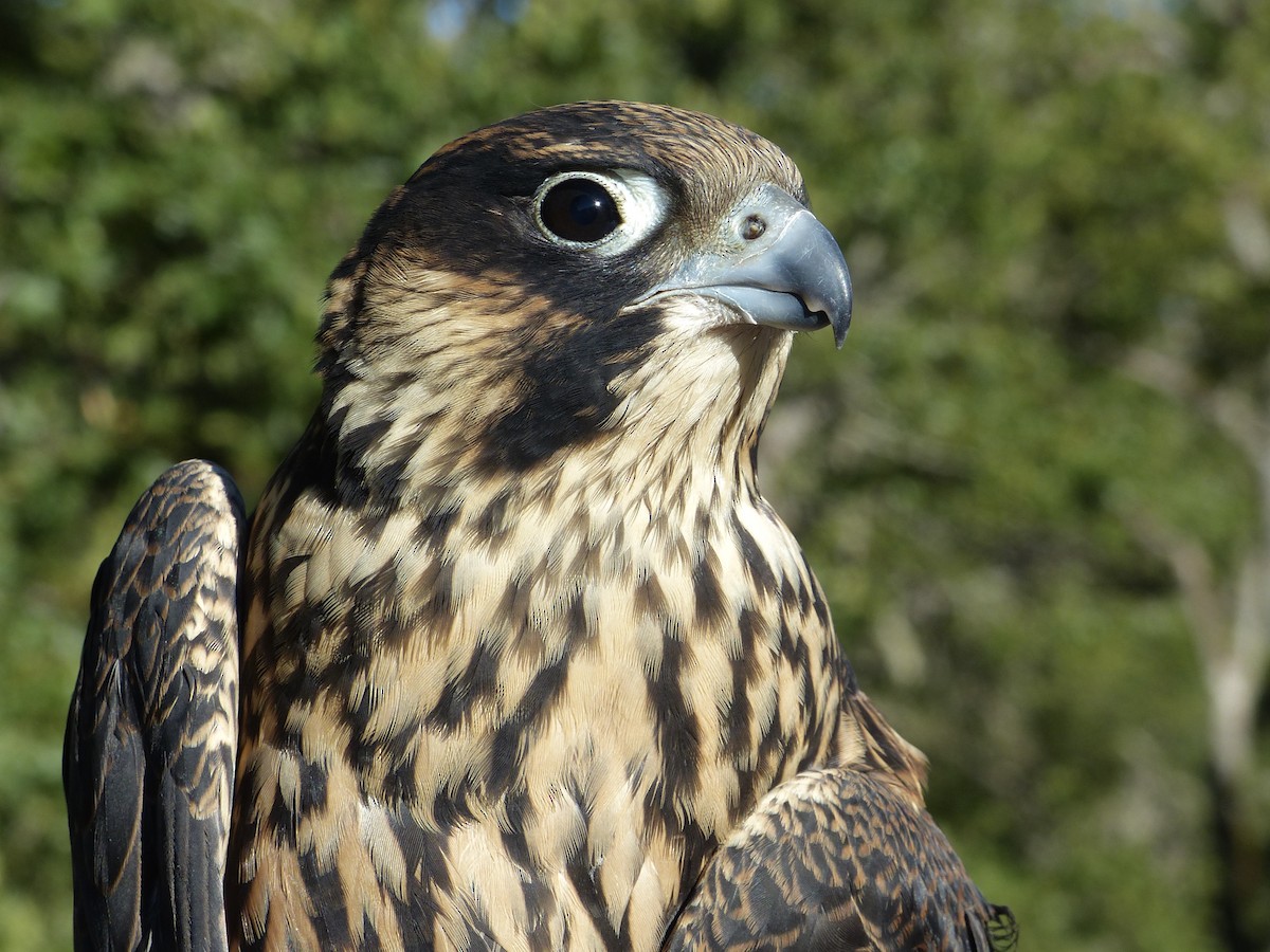 Peregrine Falcon - ML627983238