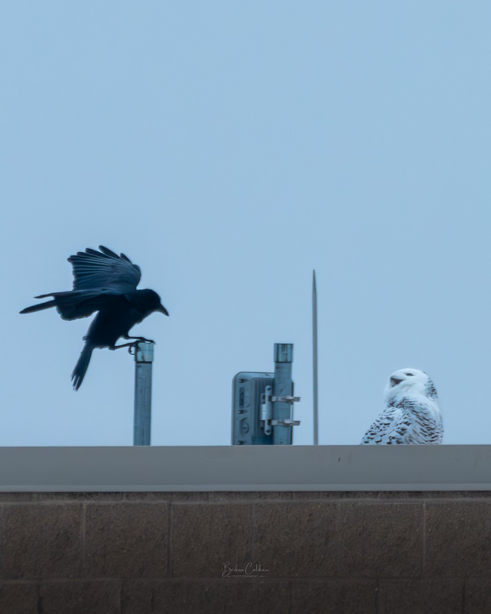 Snowy Owl - ML627983241