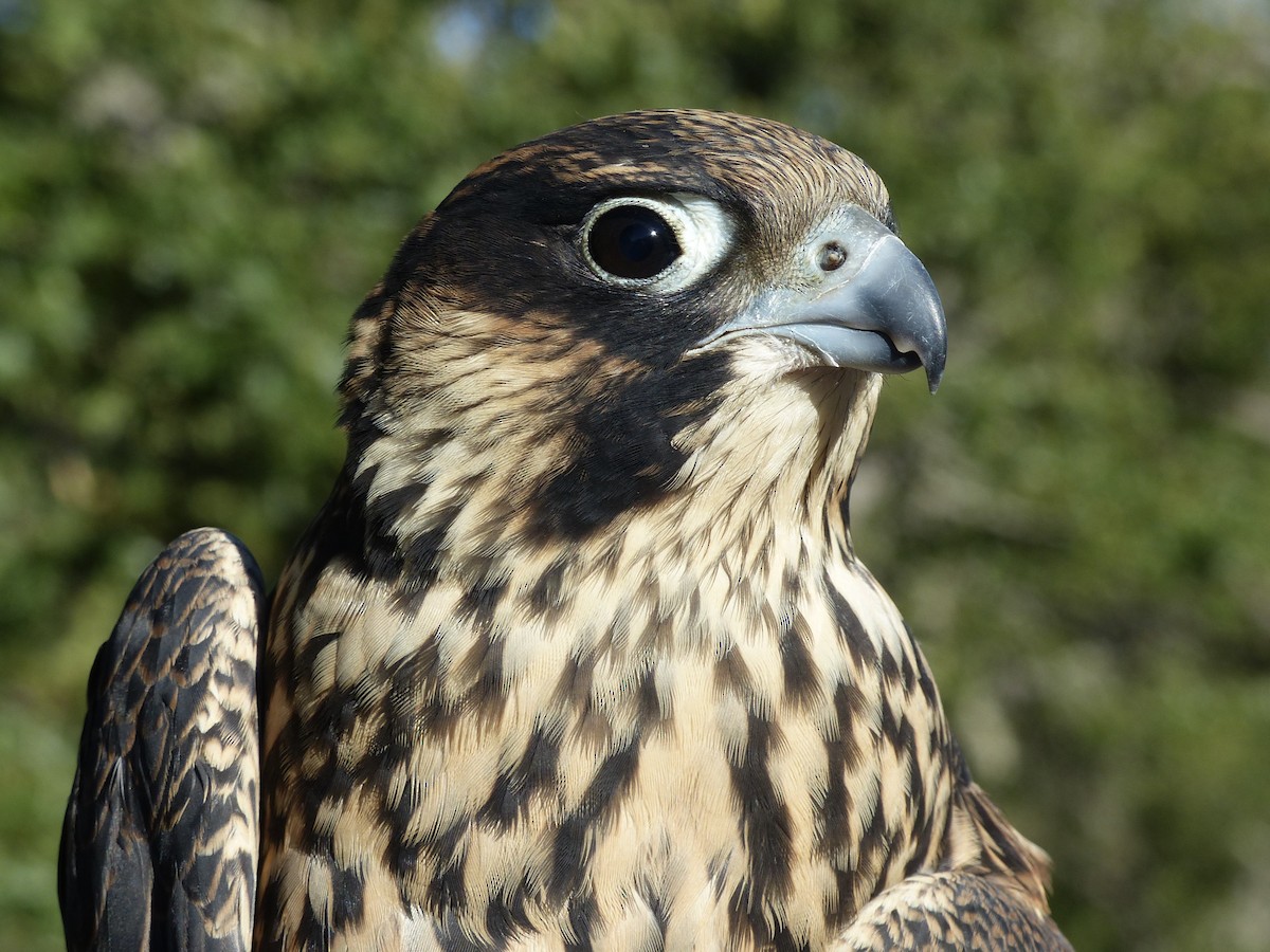 Peregrine Falcon - ML627983242