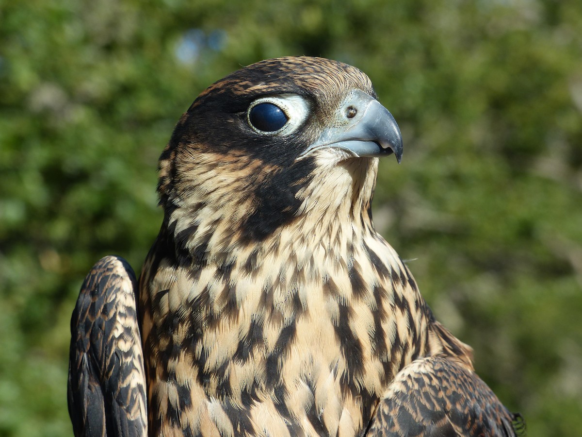 Peregrine Falcon - ML627983244