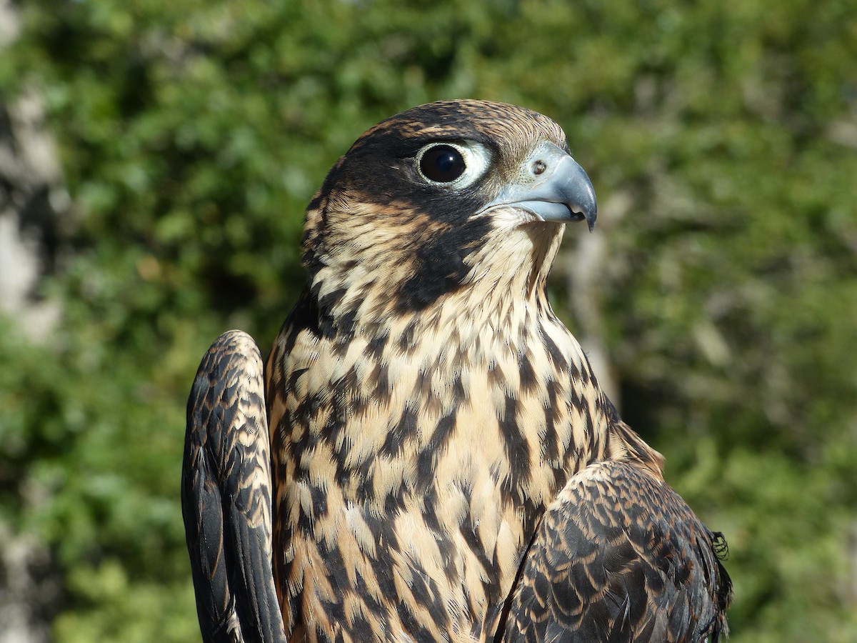 Peregrine Falcon - ML627983245
