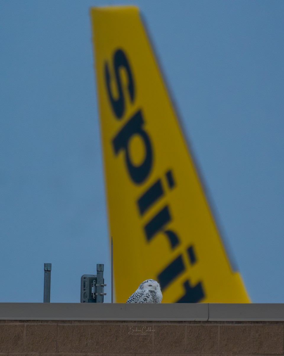 Snowy Owl - ML627983249