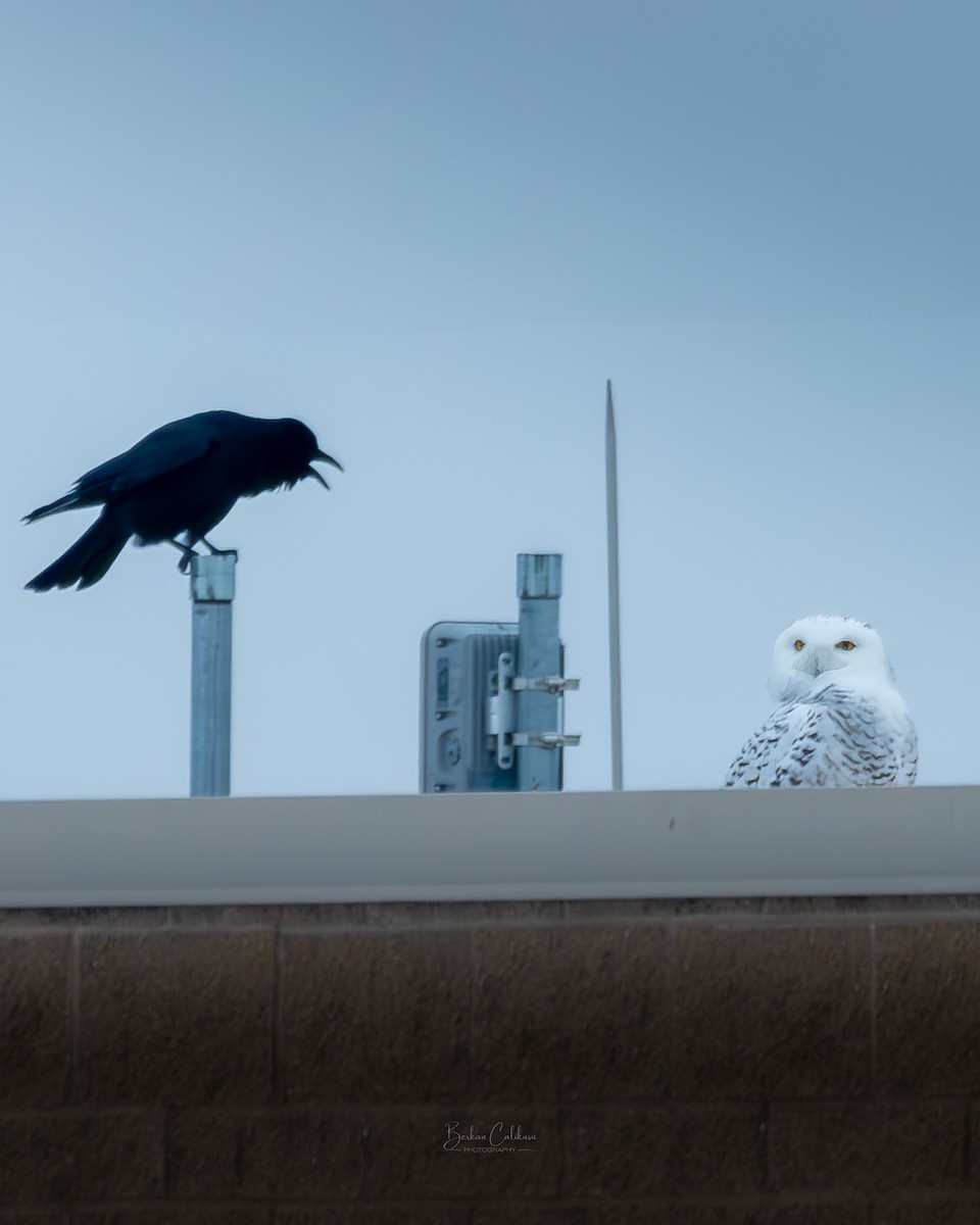 American Crow - ML627983252